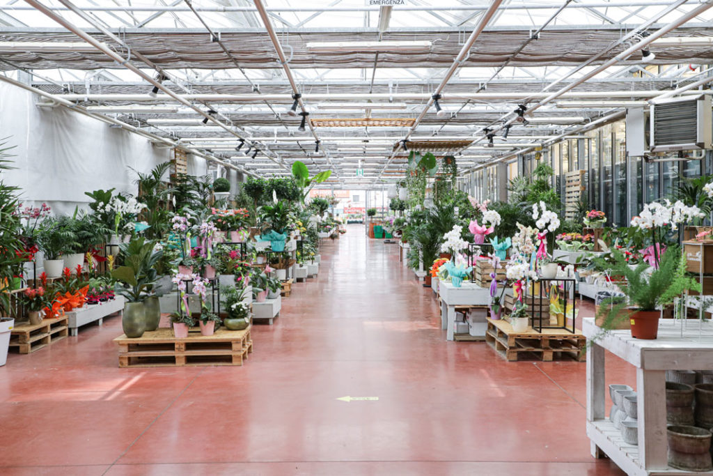 piante da interno