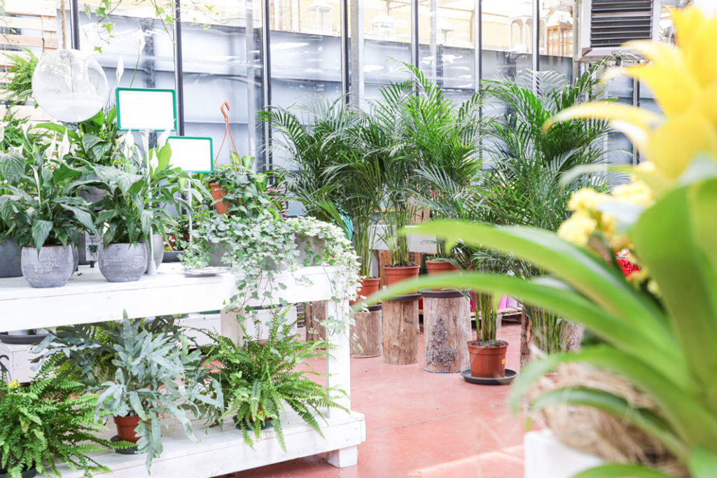 piante da interno