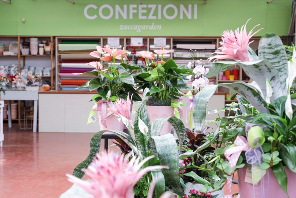 piante da interno